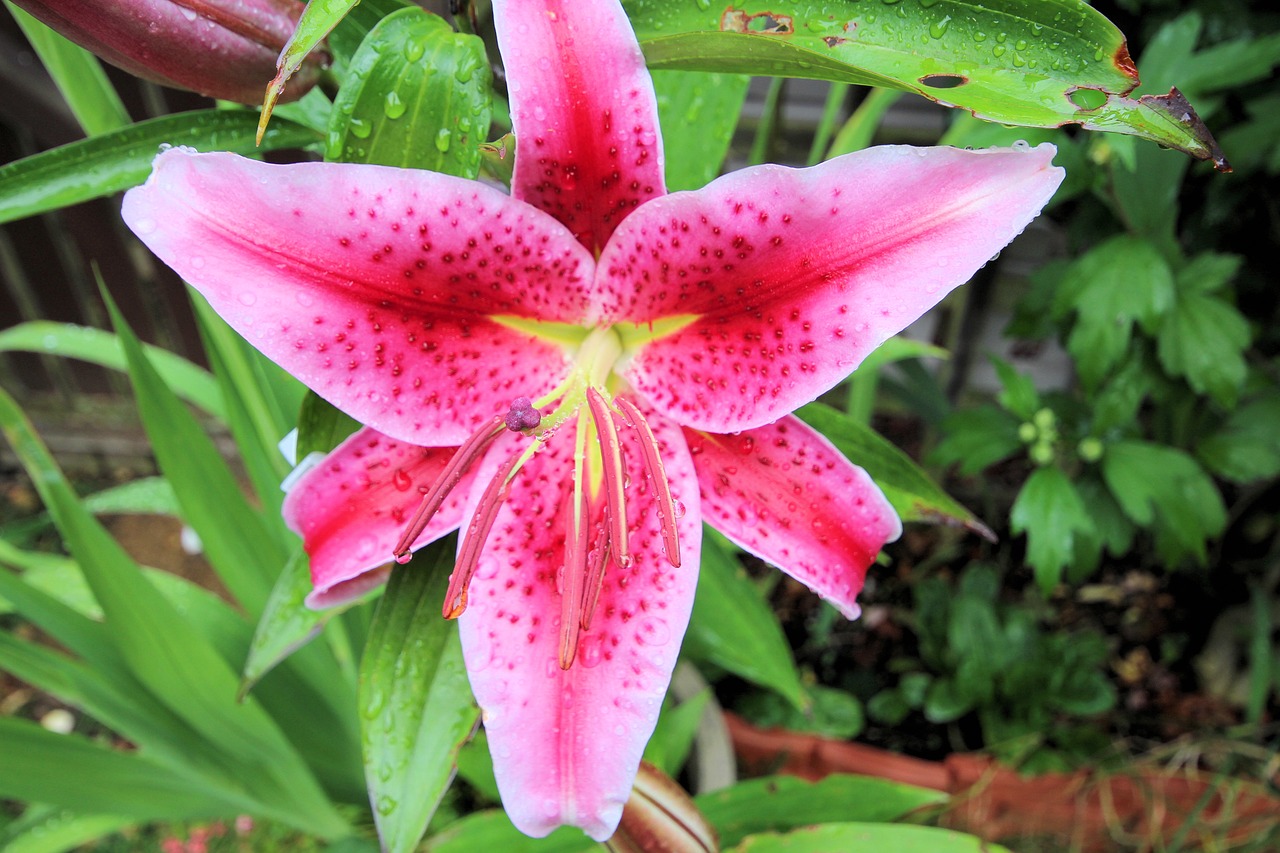 lily flowers bloom free photo