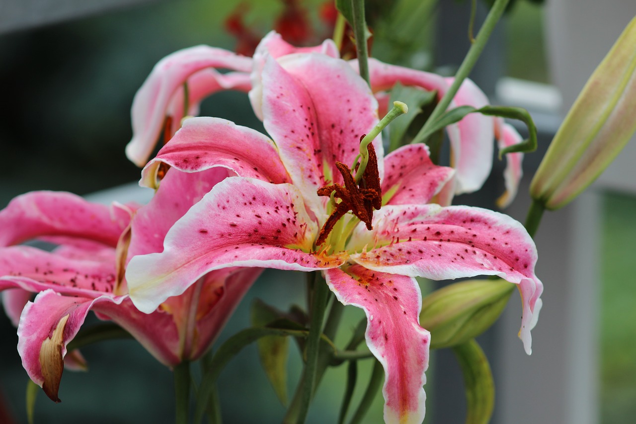 lily flower blooming free photo