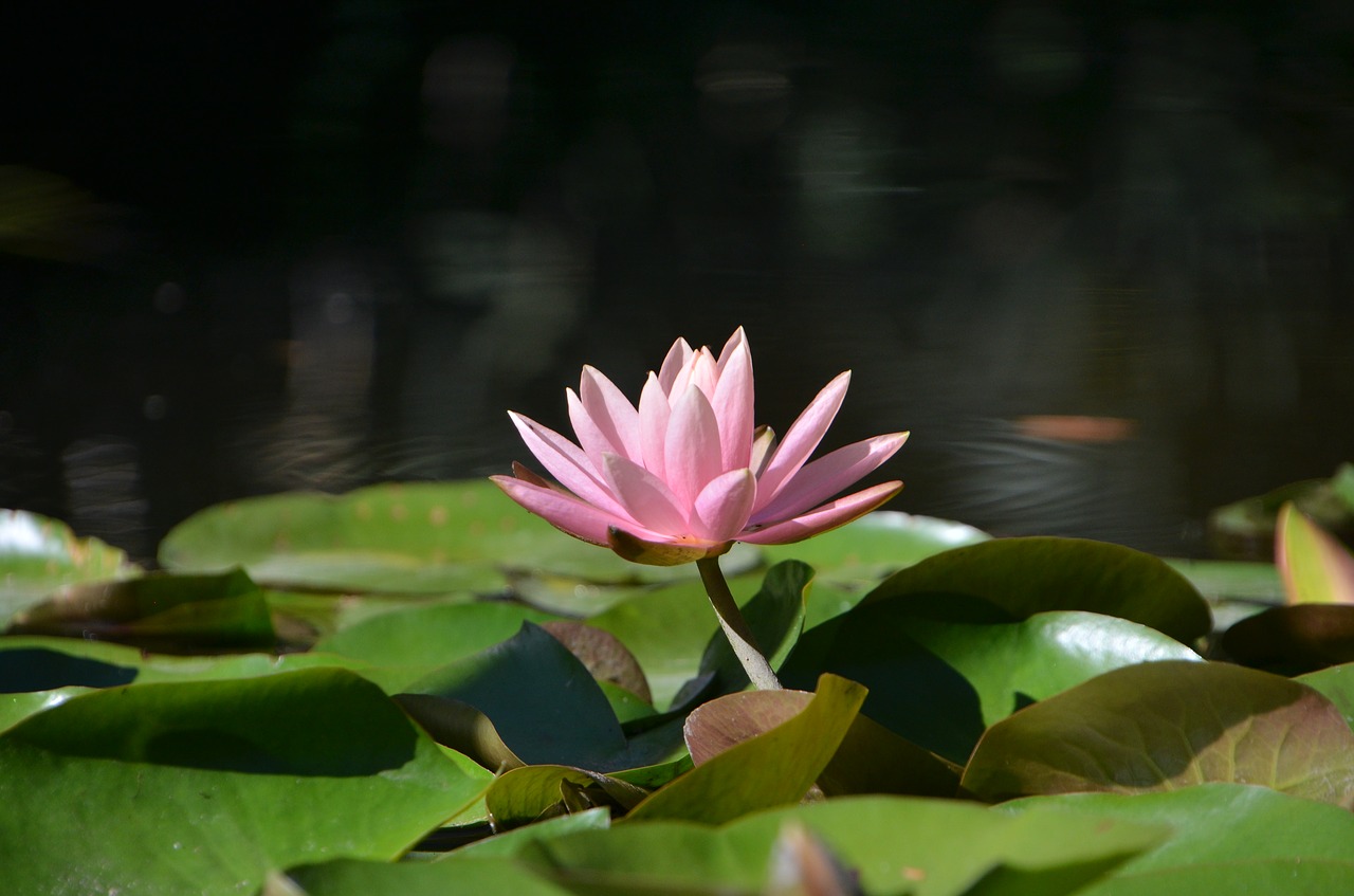 lily flower blossom free photo