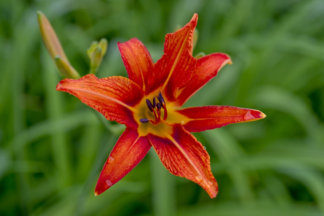 lily red flower after the rain free photo