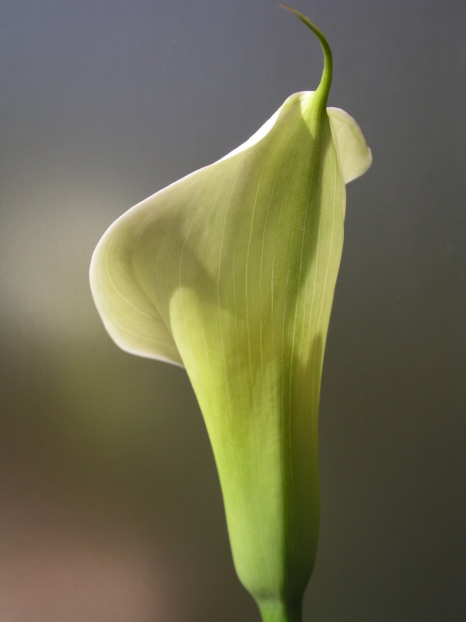 lily arum sympathy free photo