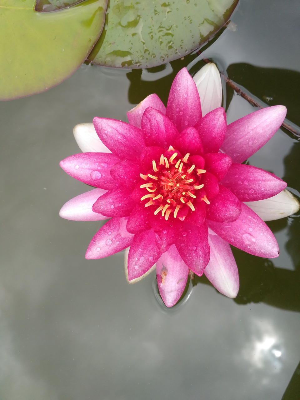 lily water lily pink free photo