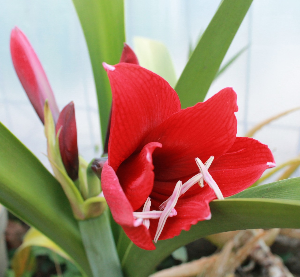 lily red blossom free photo