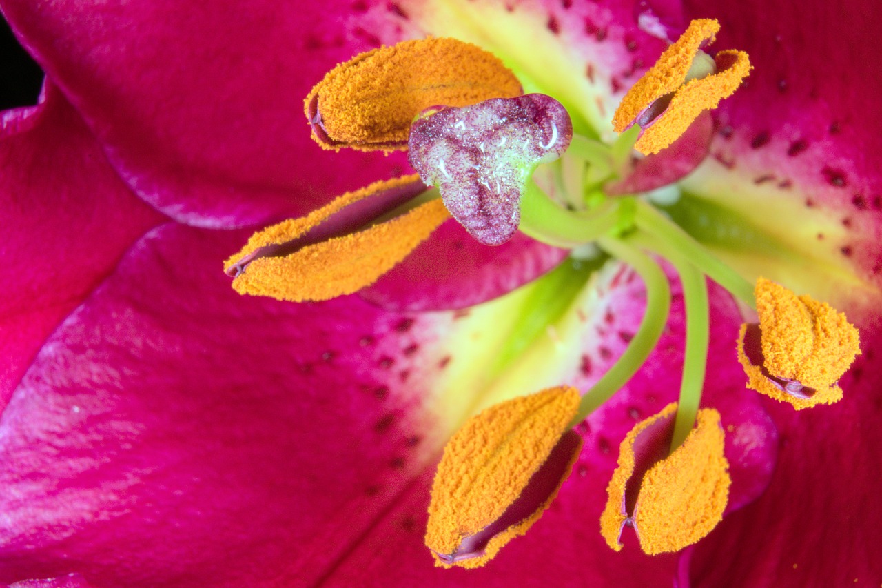 lily stamens blossom free photo