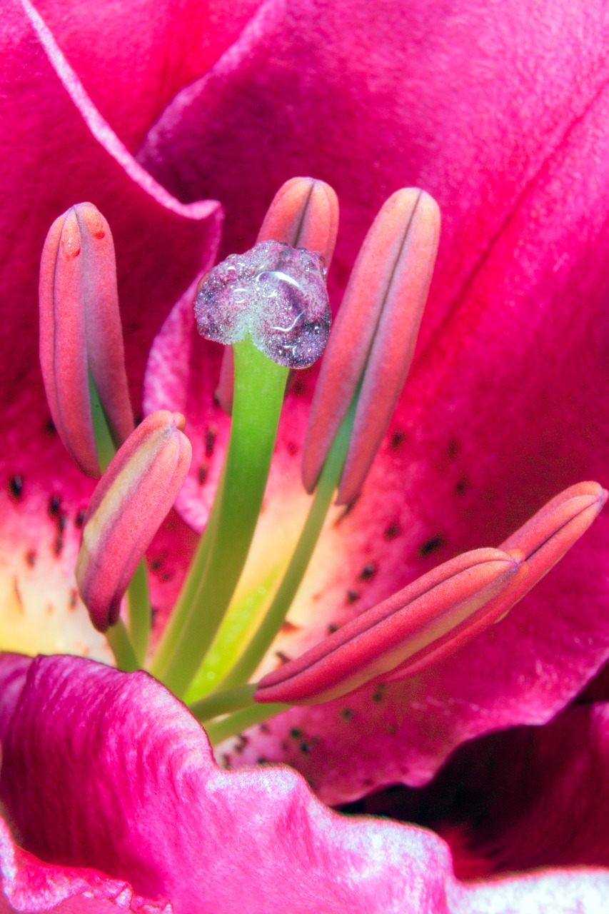 lily stamens blossom free photo