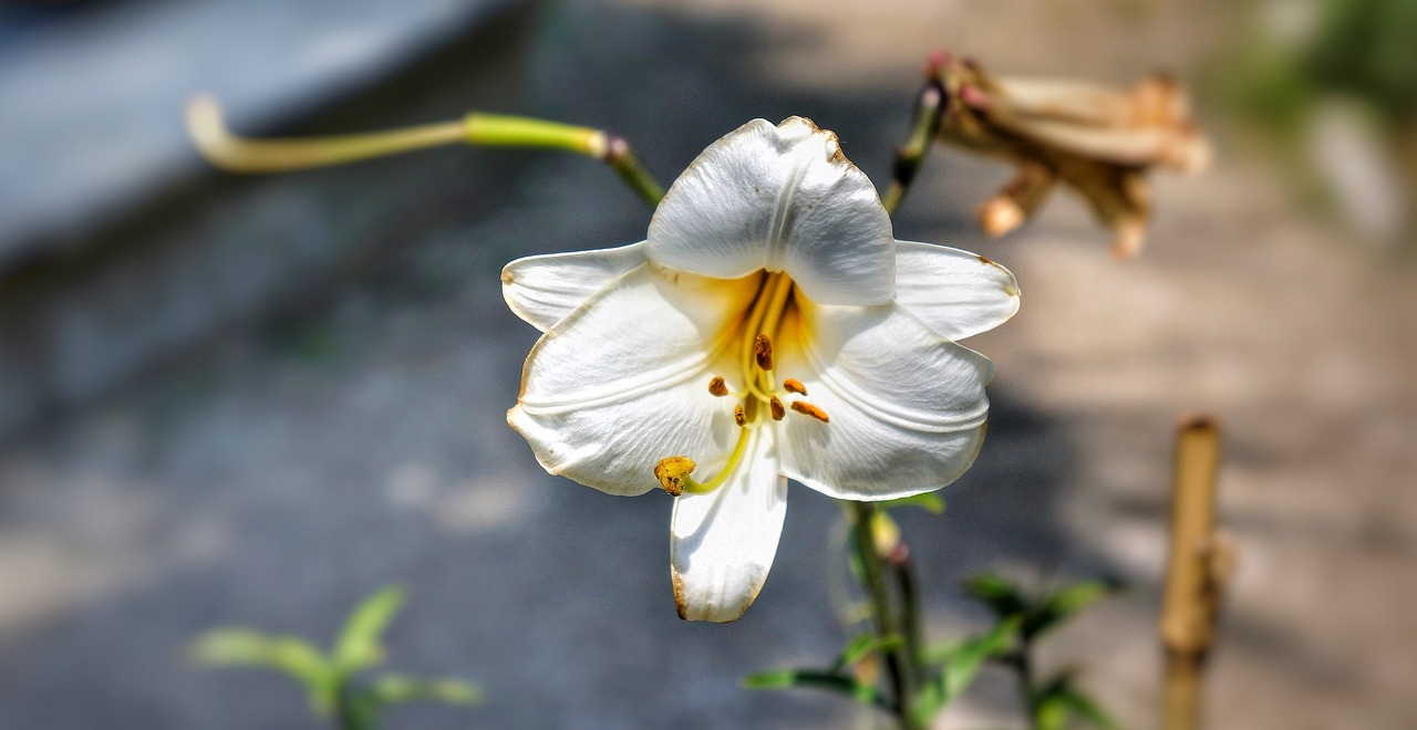 lily flower white free photo