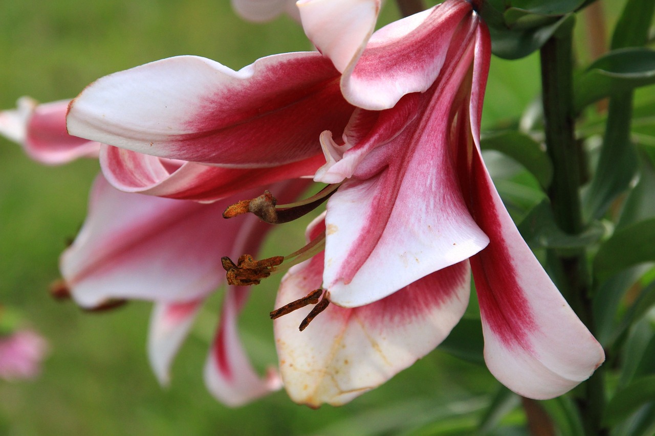 lily flower lilies free photo