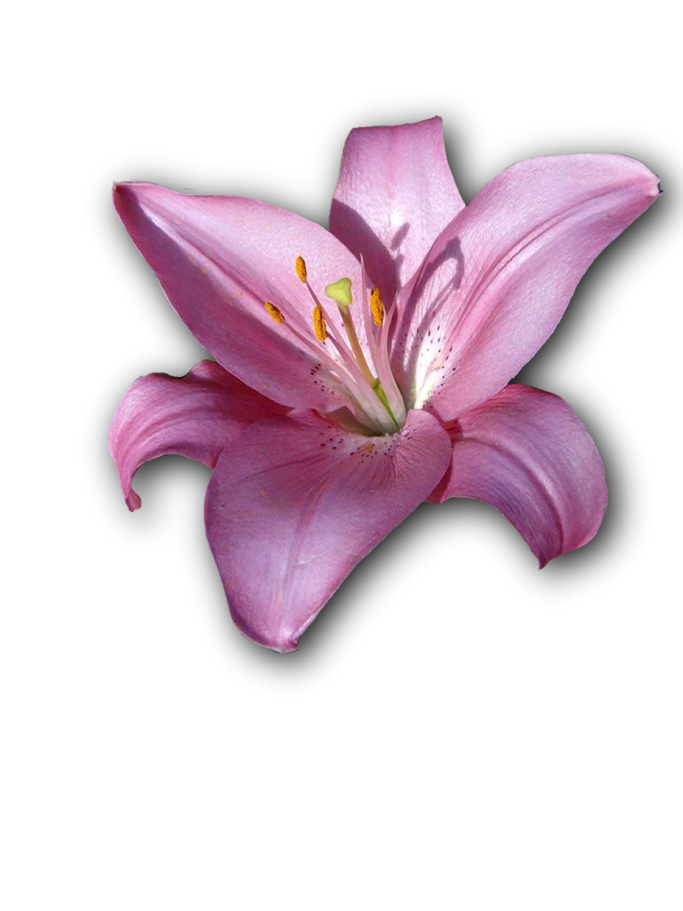 lily flower isolated free photo