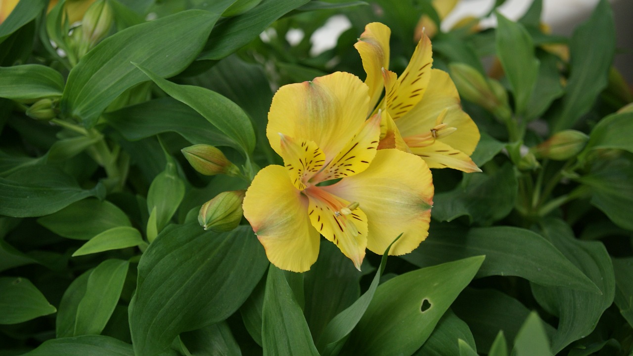 lily yellow oranienburg free photo