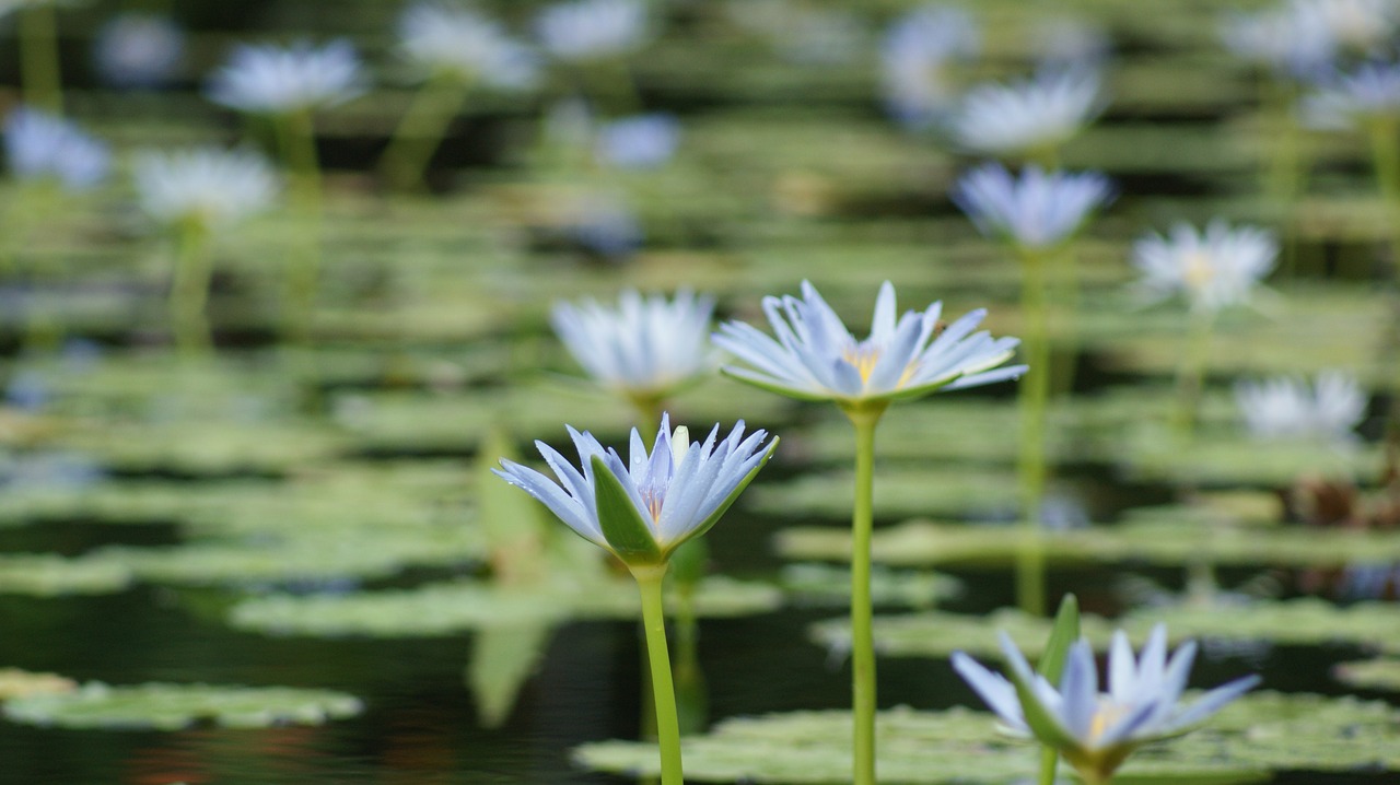 lily white lilies free photo