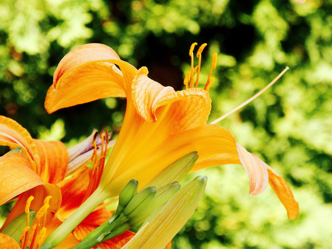 lily yellow sunny free photo