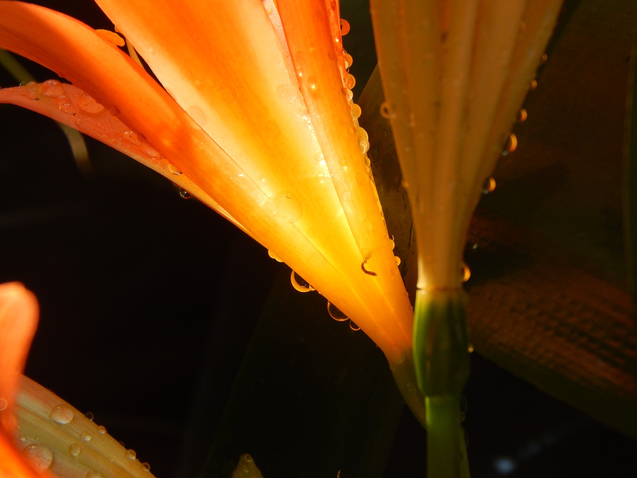 lily orange wet free photo