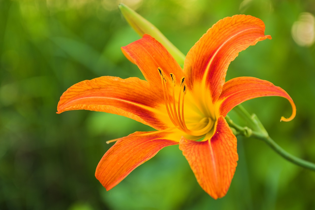 lily flower plant free photo