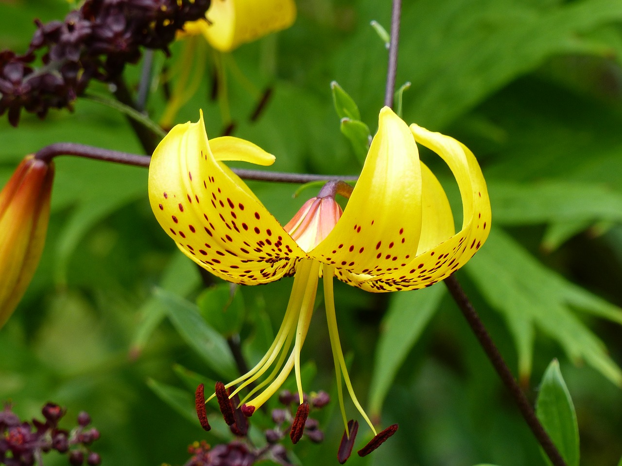 lily yellow garden free photo