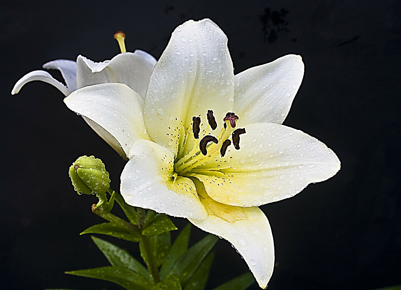 lily isolated blossom free photo