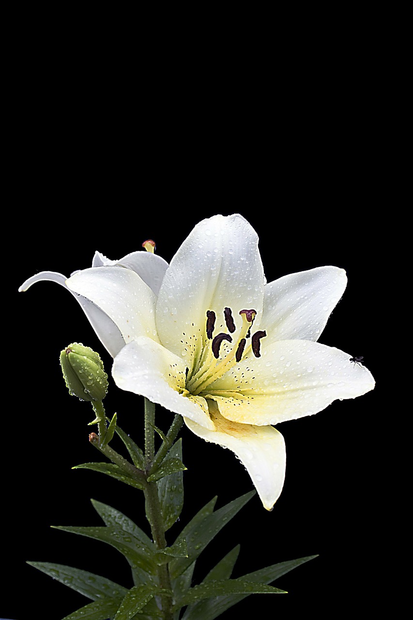 lily blossom bloom free photo