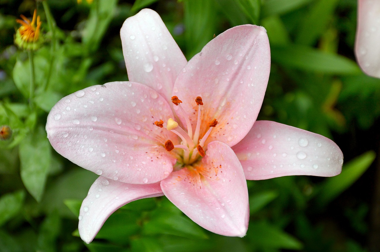 lily pink summer free photo