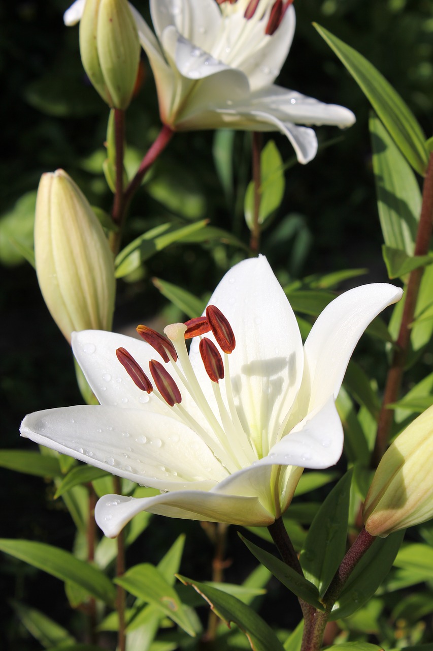 lily garden flowers petals free photo