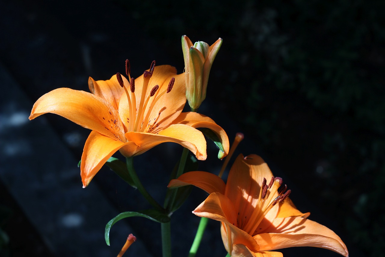 lily blossom bloom free photo