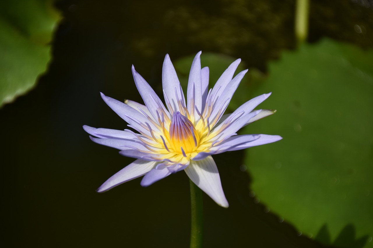 lily flower water flower free photo