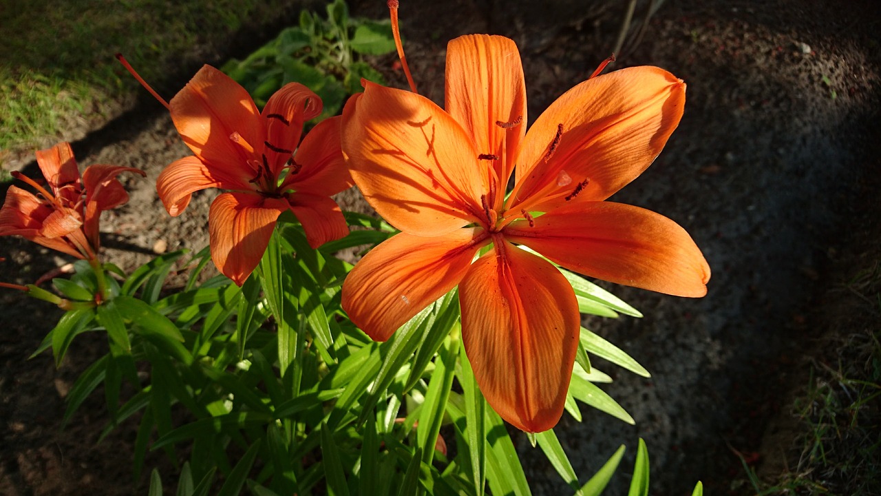 lily orange flower free photo