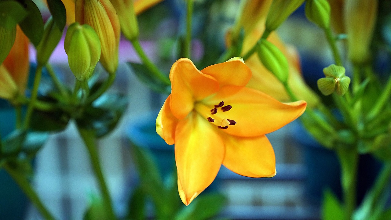 lily flower orange free photo