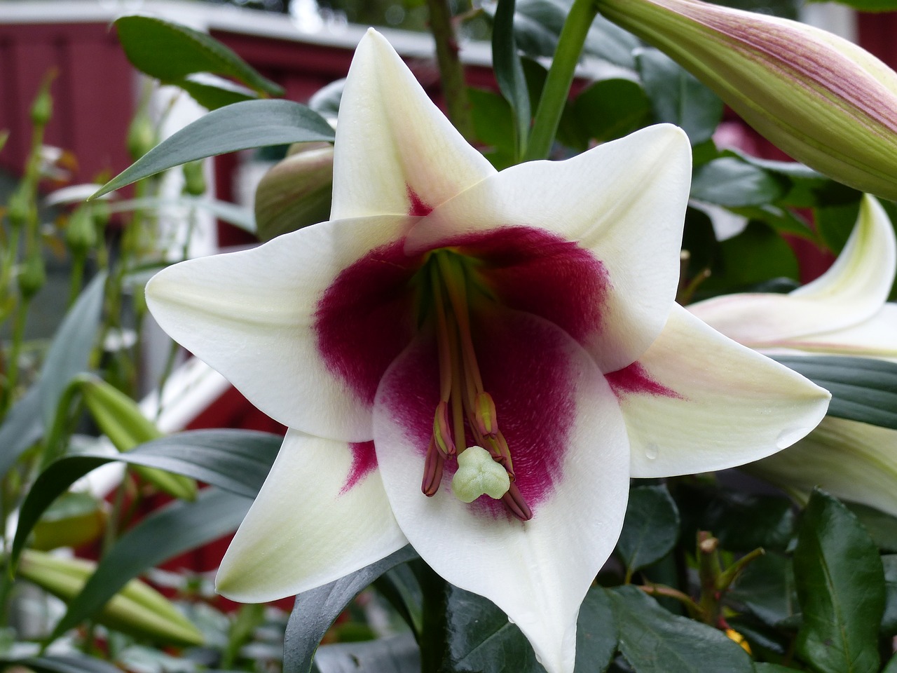 lily flower white free photo