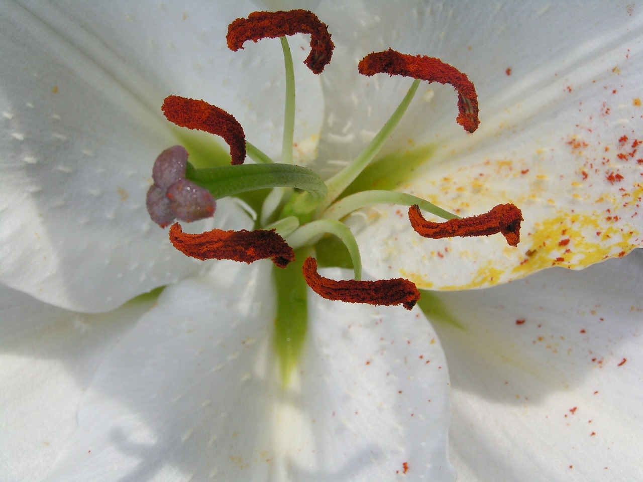 lily pistil macro free photo