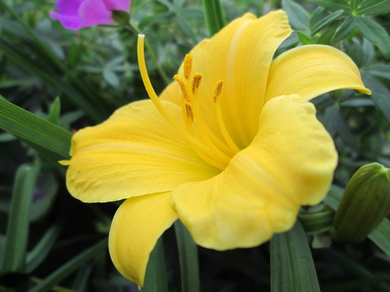 lily lilies yellow free photo