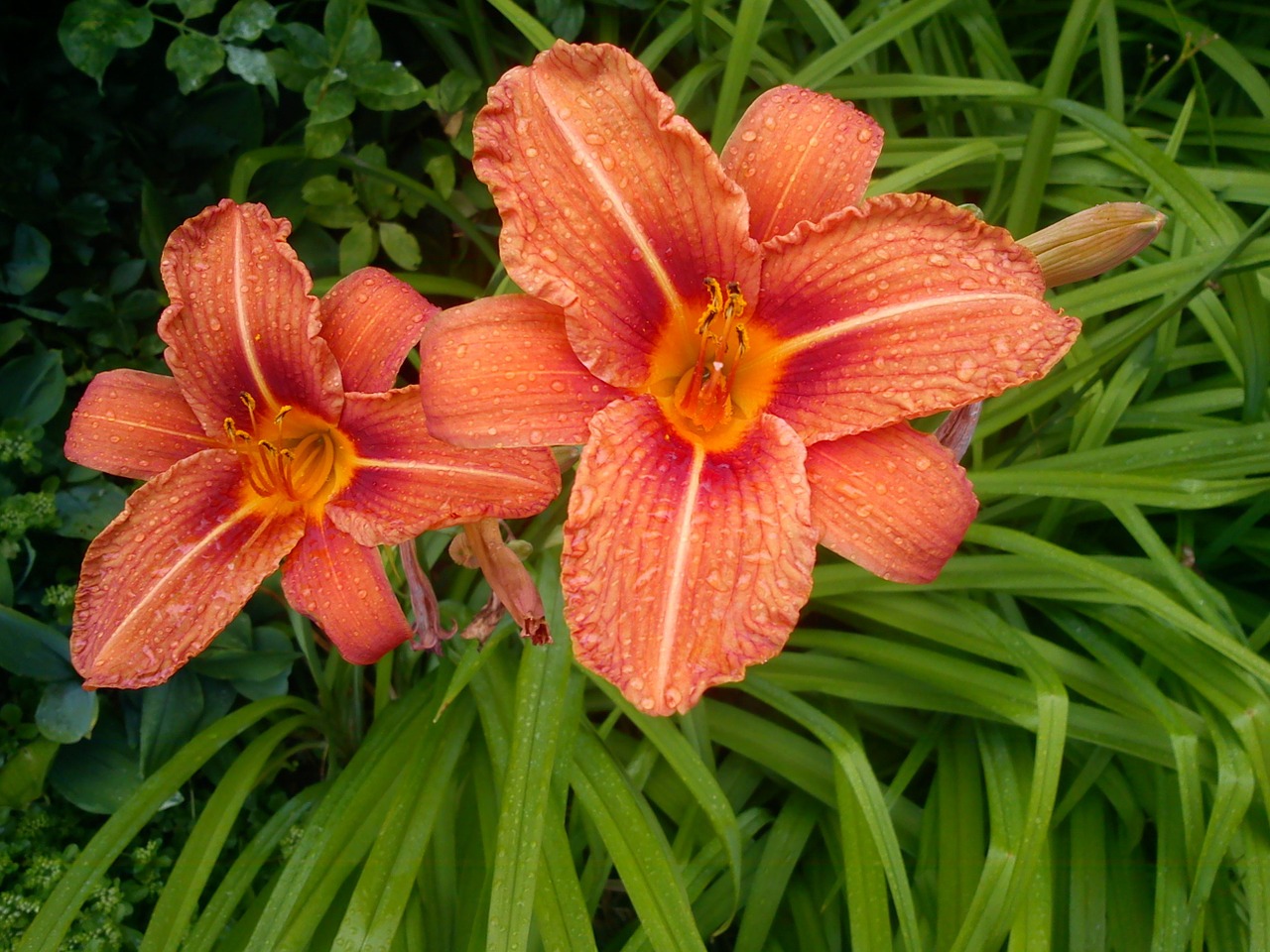 lily flower orange free photo