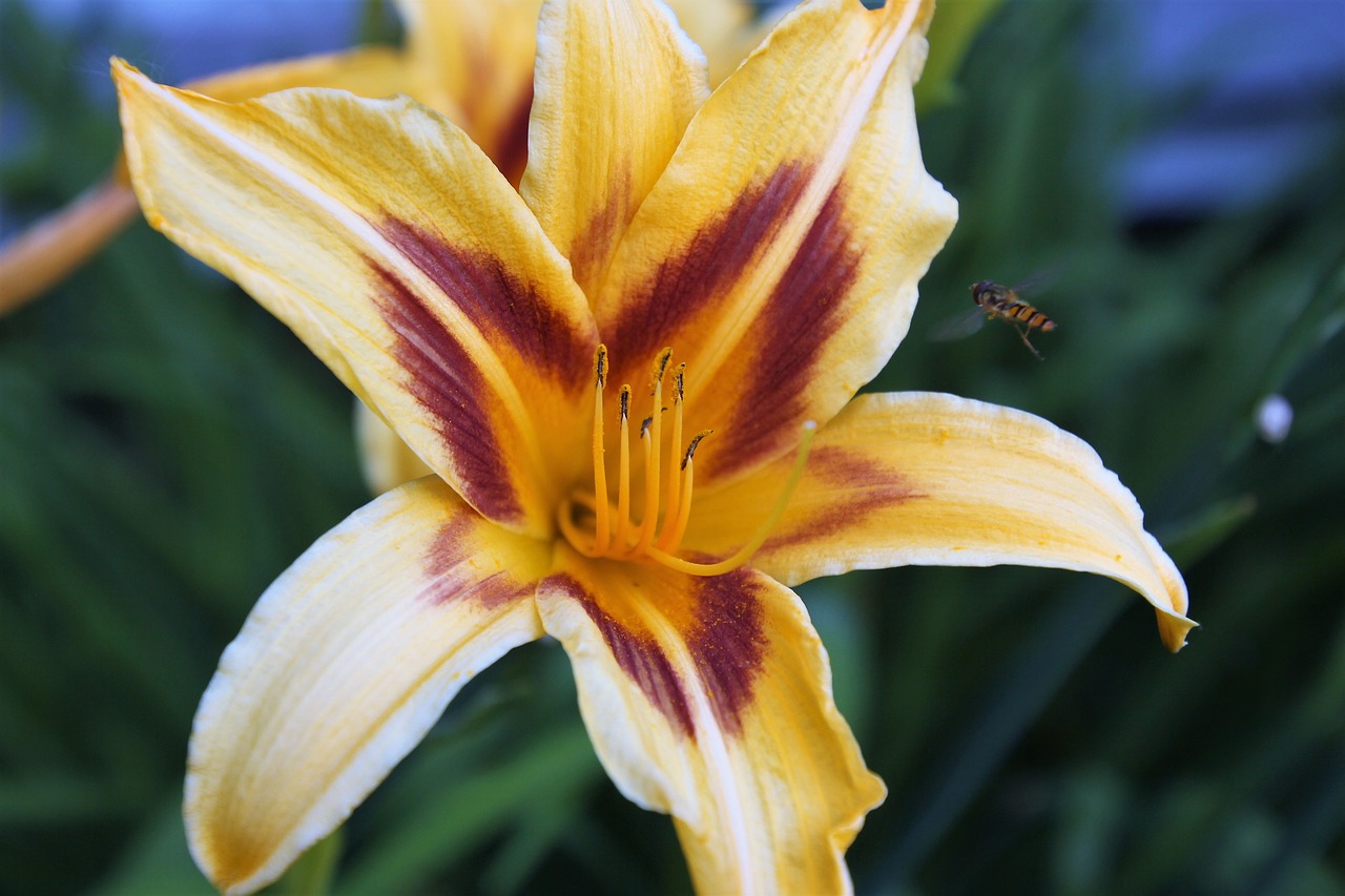 lily flower yellow free photo