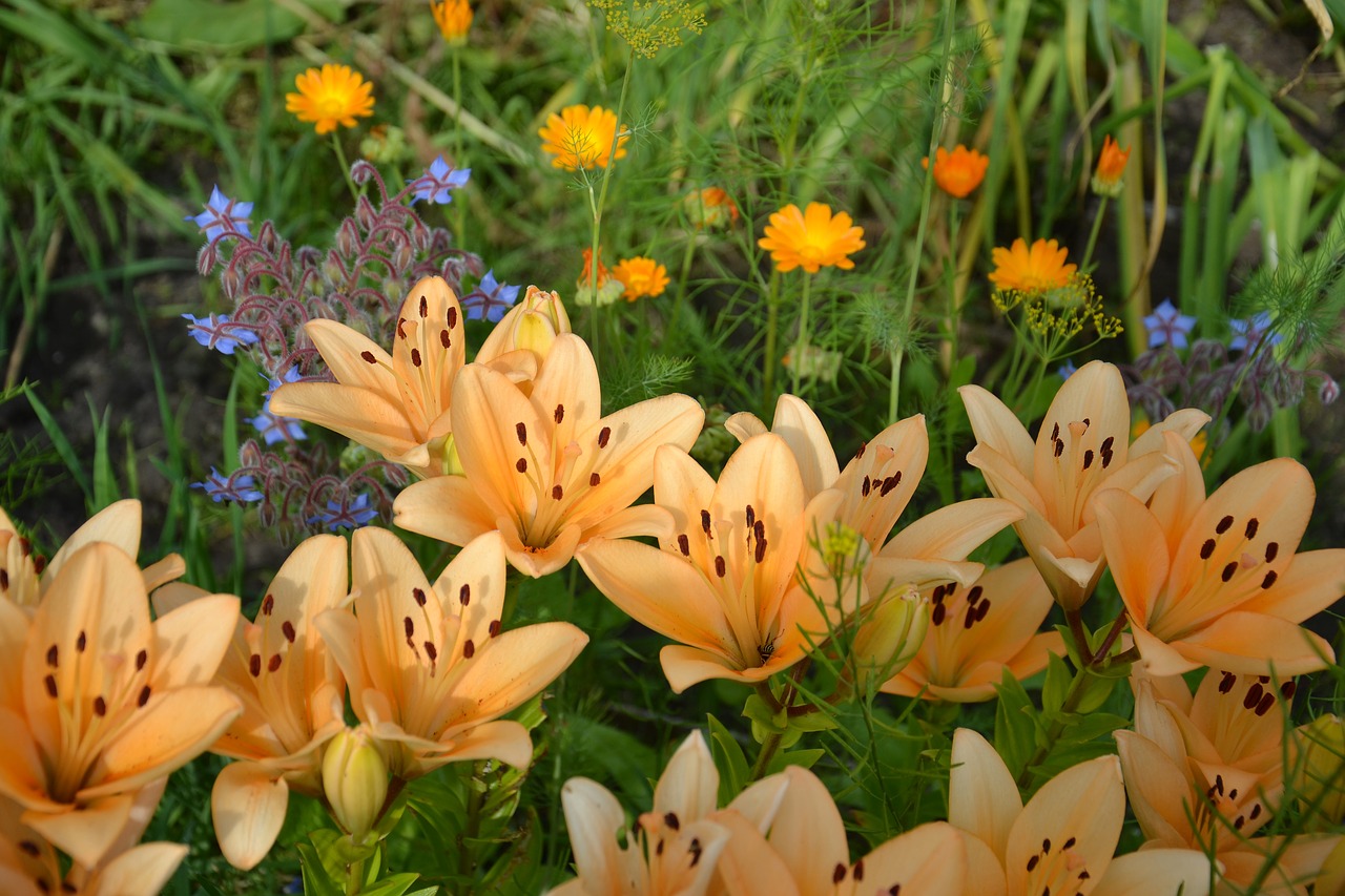 lily flowers garden free photo