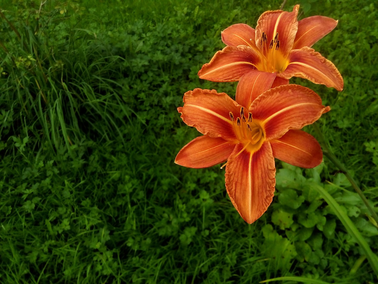 lily garden flowers free photo