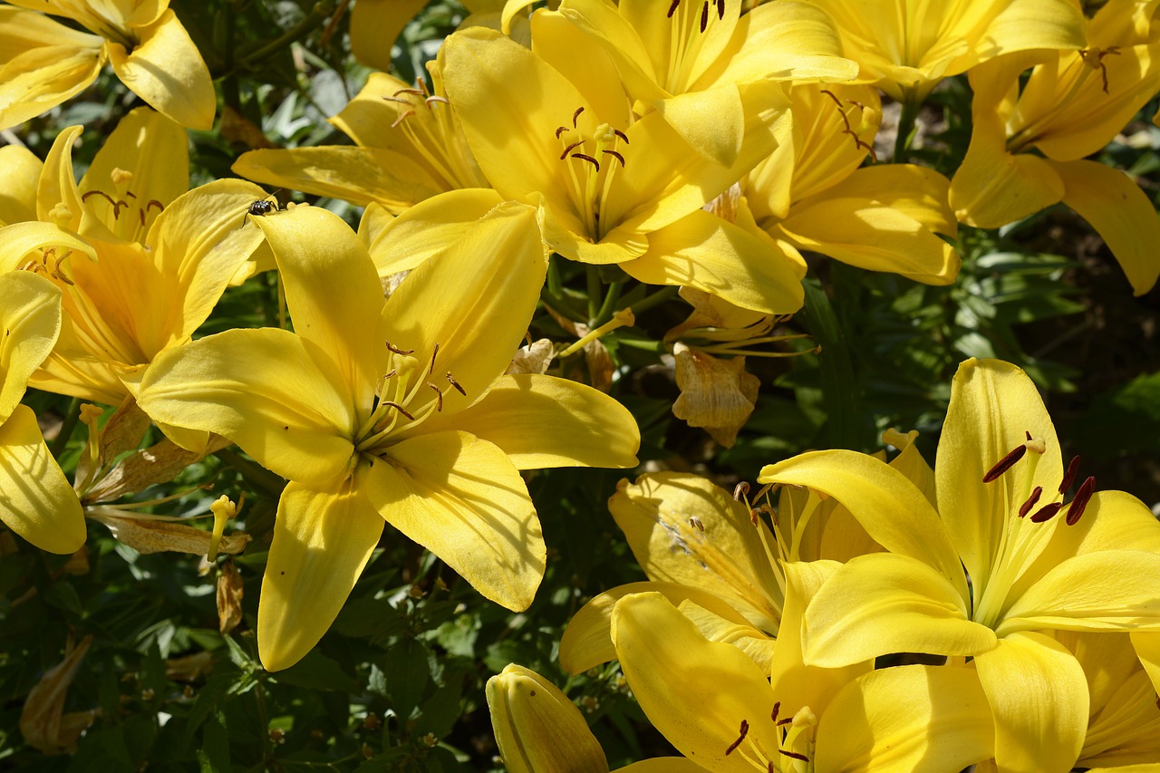 lily blossom bloom free photo