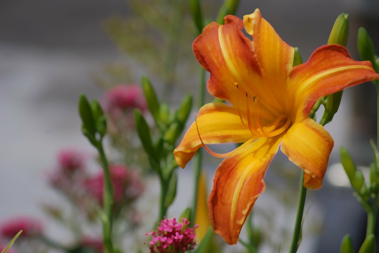 lily flower flora free photo