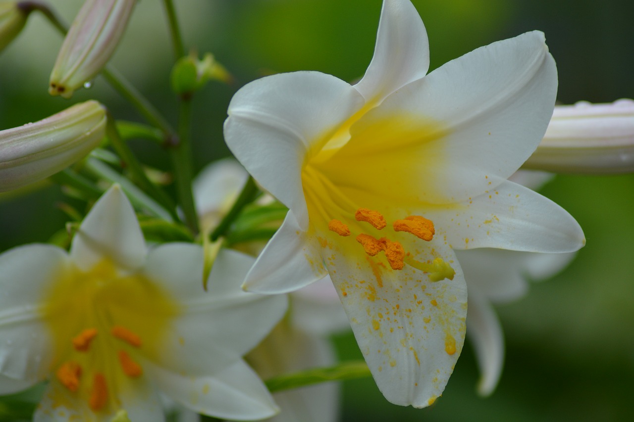 lily white flower free photo