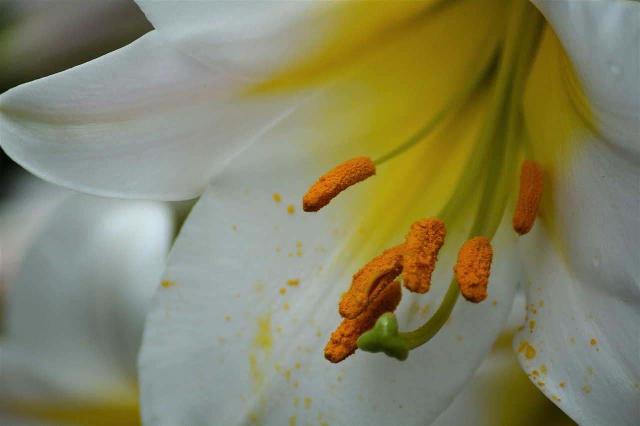 lily white flower free photo