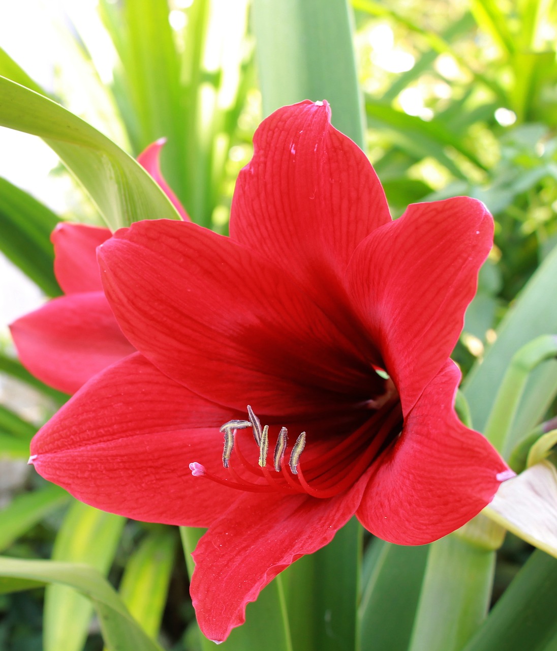 lily flower red free photo