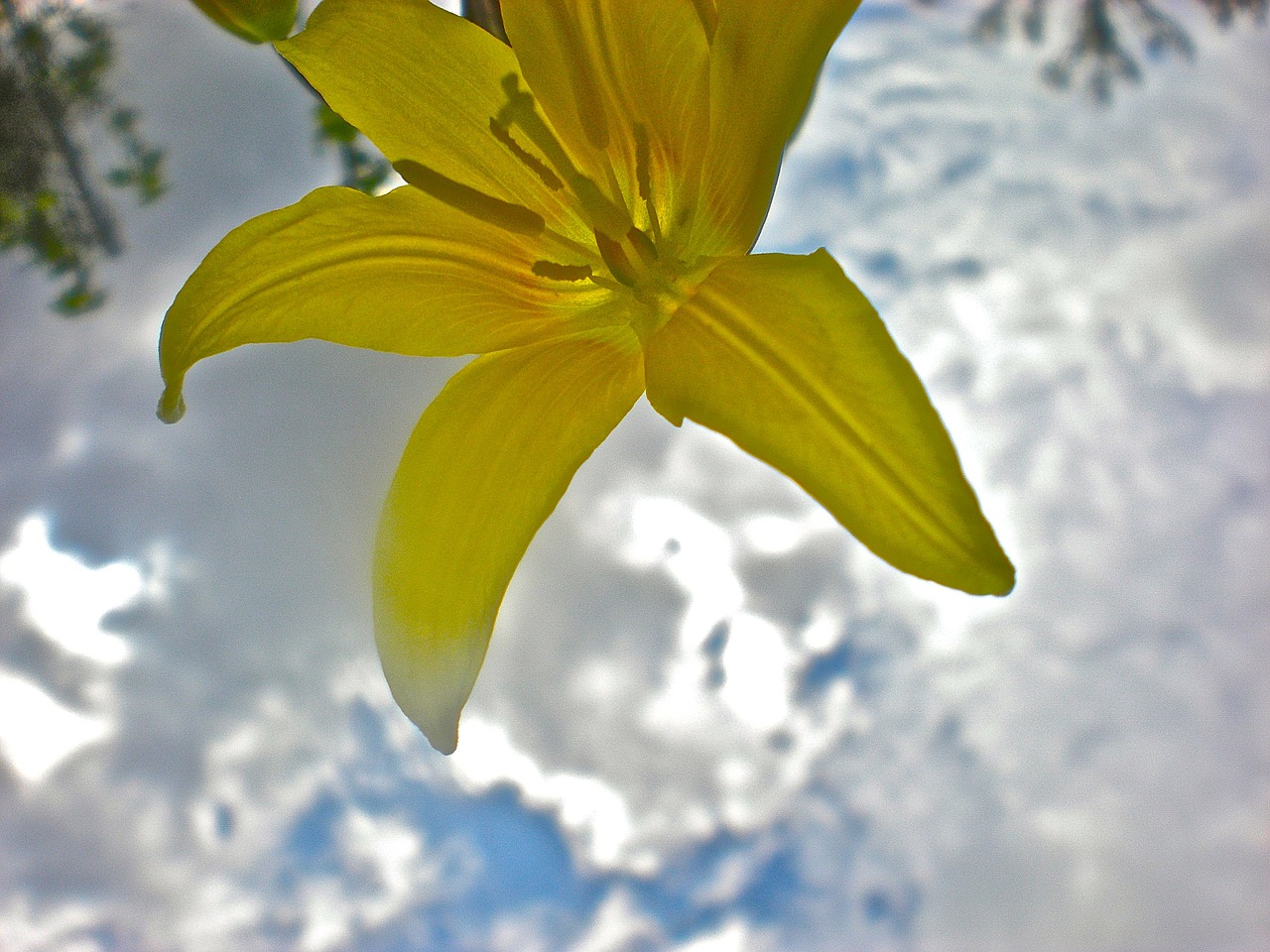 lily yellow flower free photo