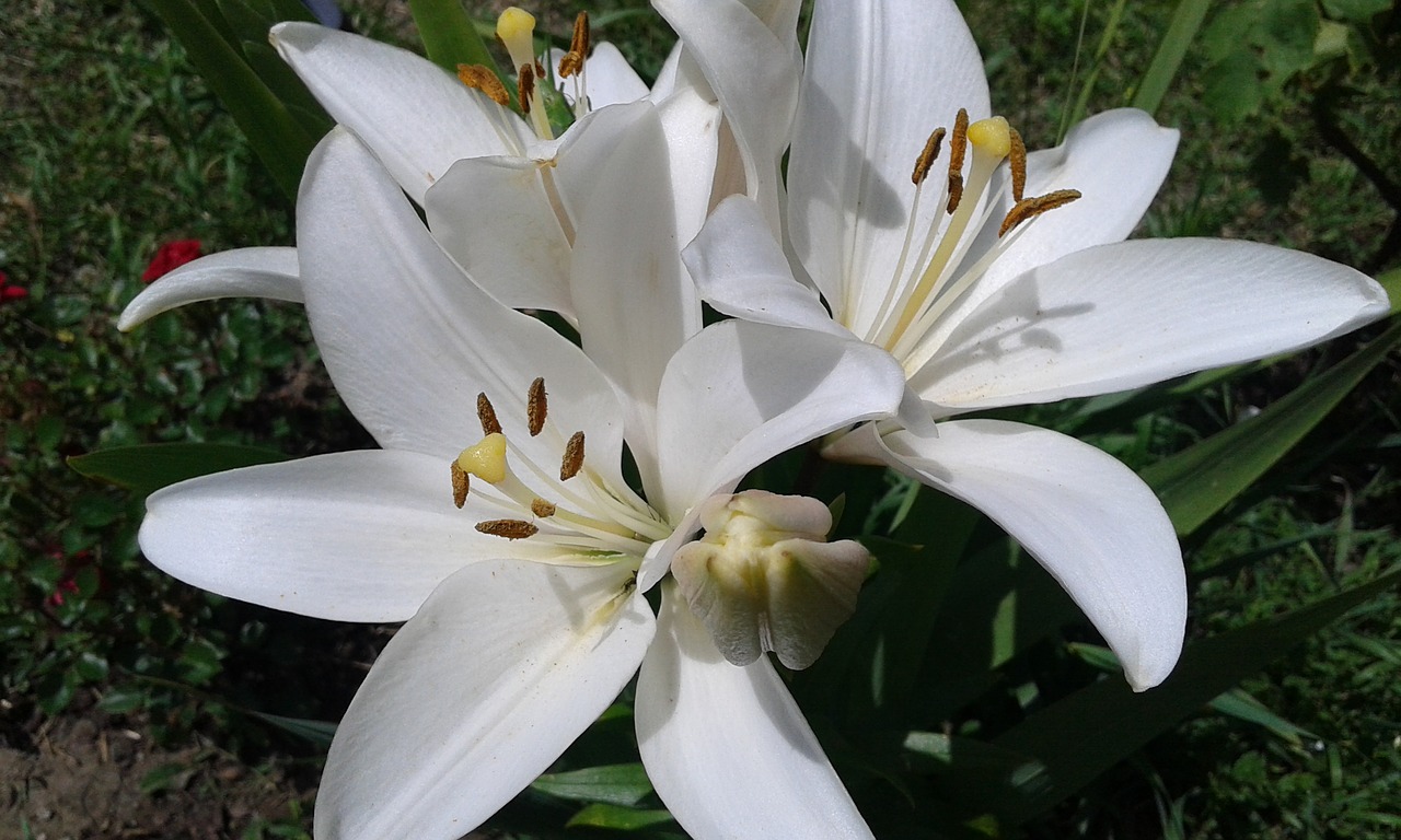 lily white flowers free photo