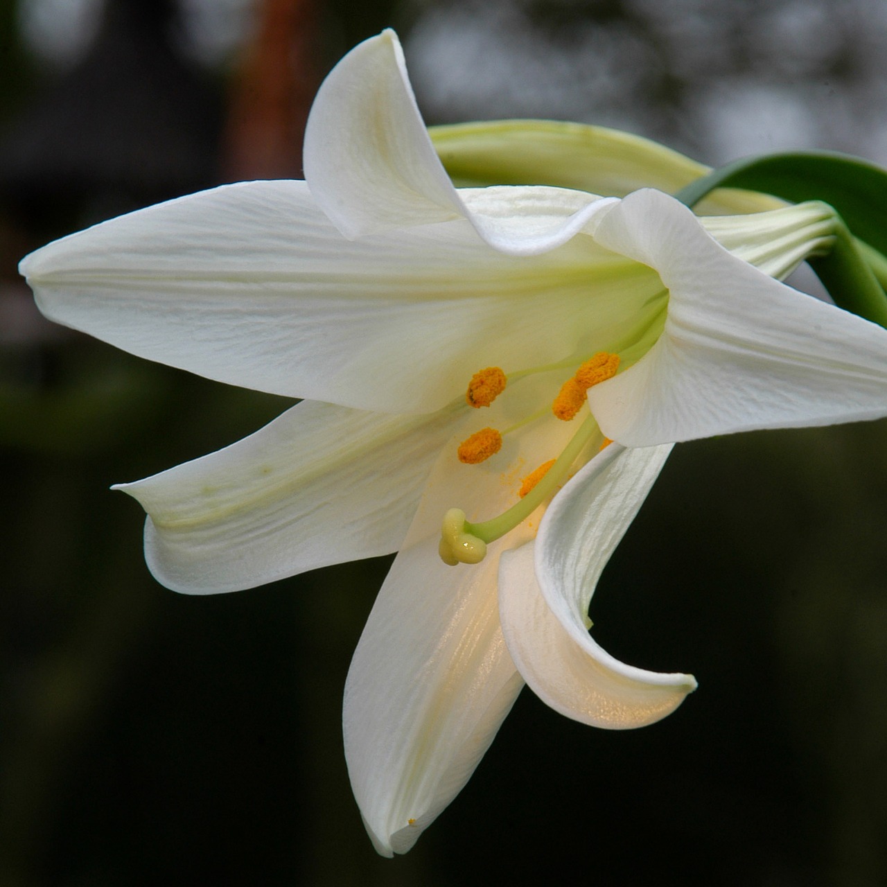 lily beauty bloom free photo