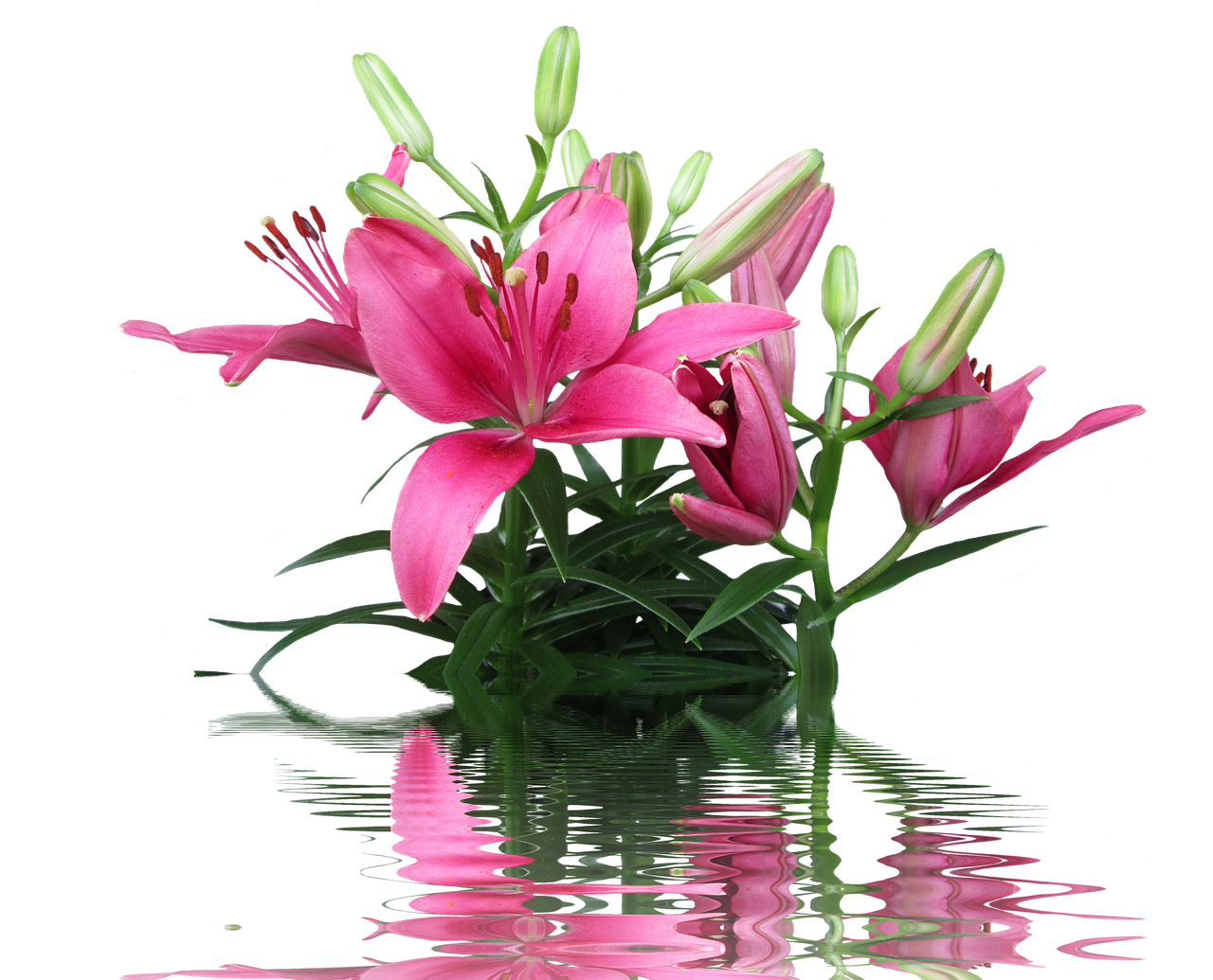 lily pink lily lily family free photo