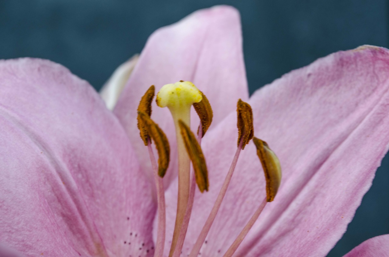 lily pink petals free photo