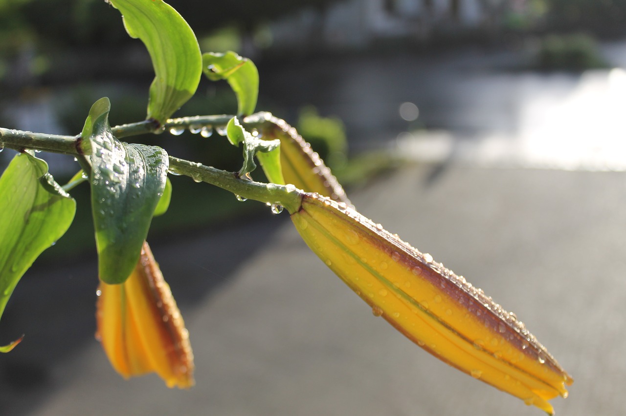 lily bud yellow free photo