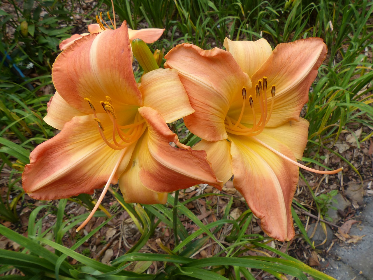 lily orange blossoms free photo