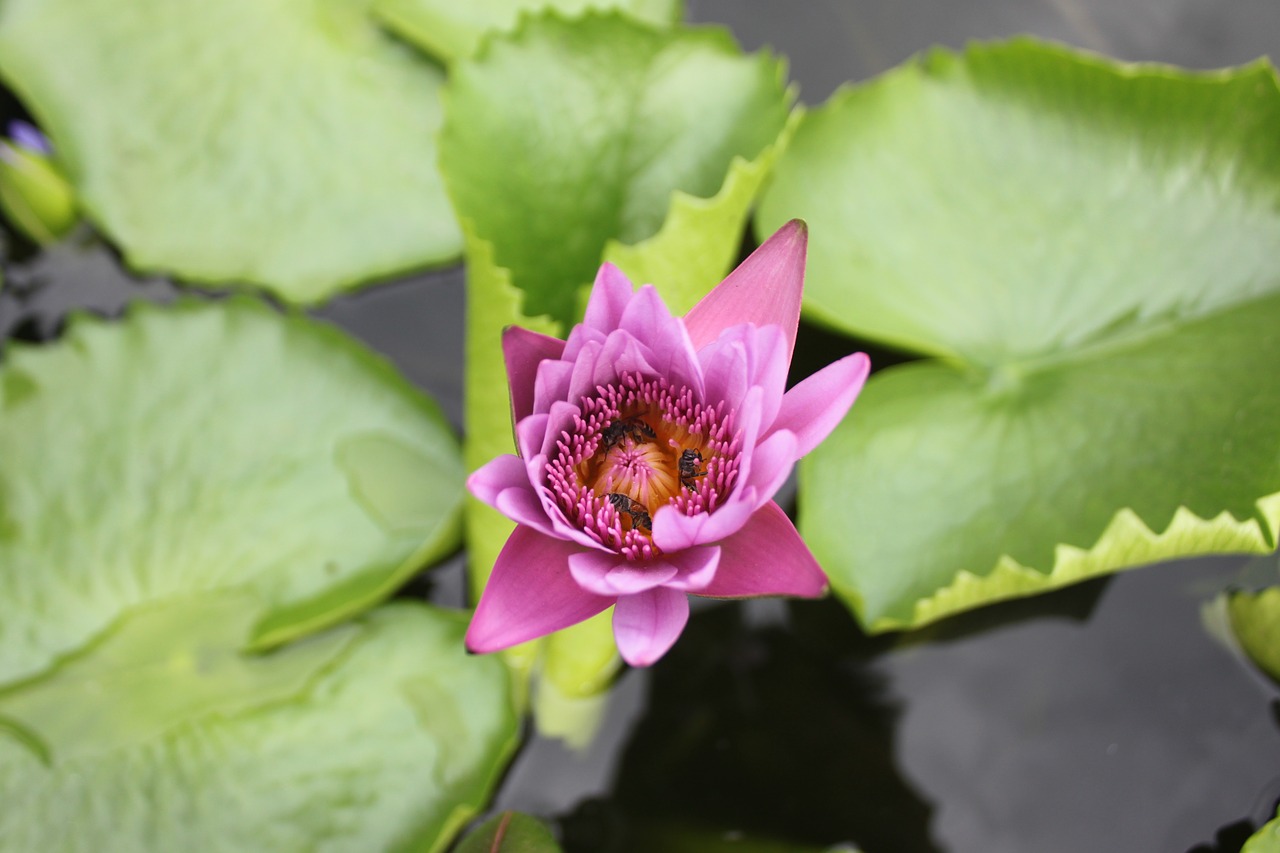 lily flower purple free photo