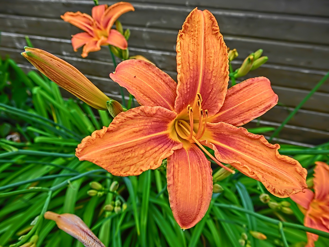 lily flower blossomed free photo