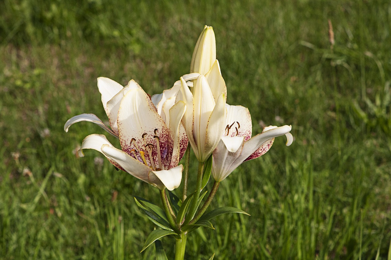 lily flowers nature free photo