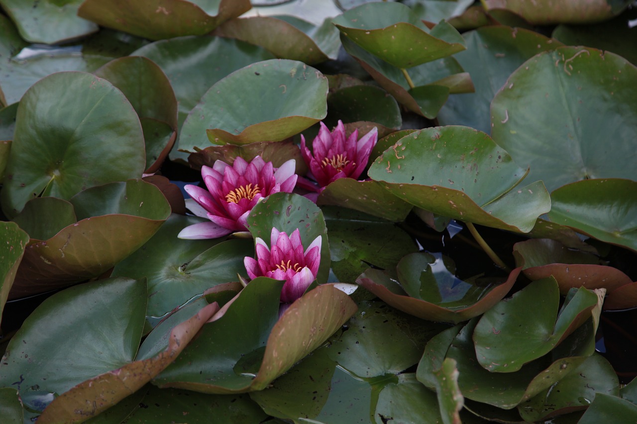 lily leaves flower free photo