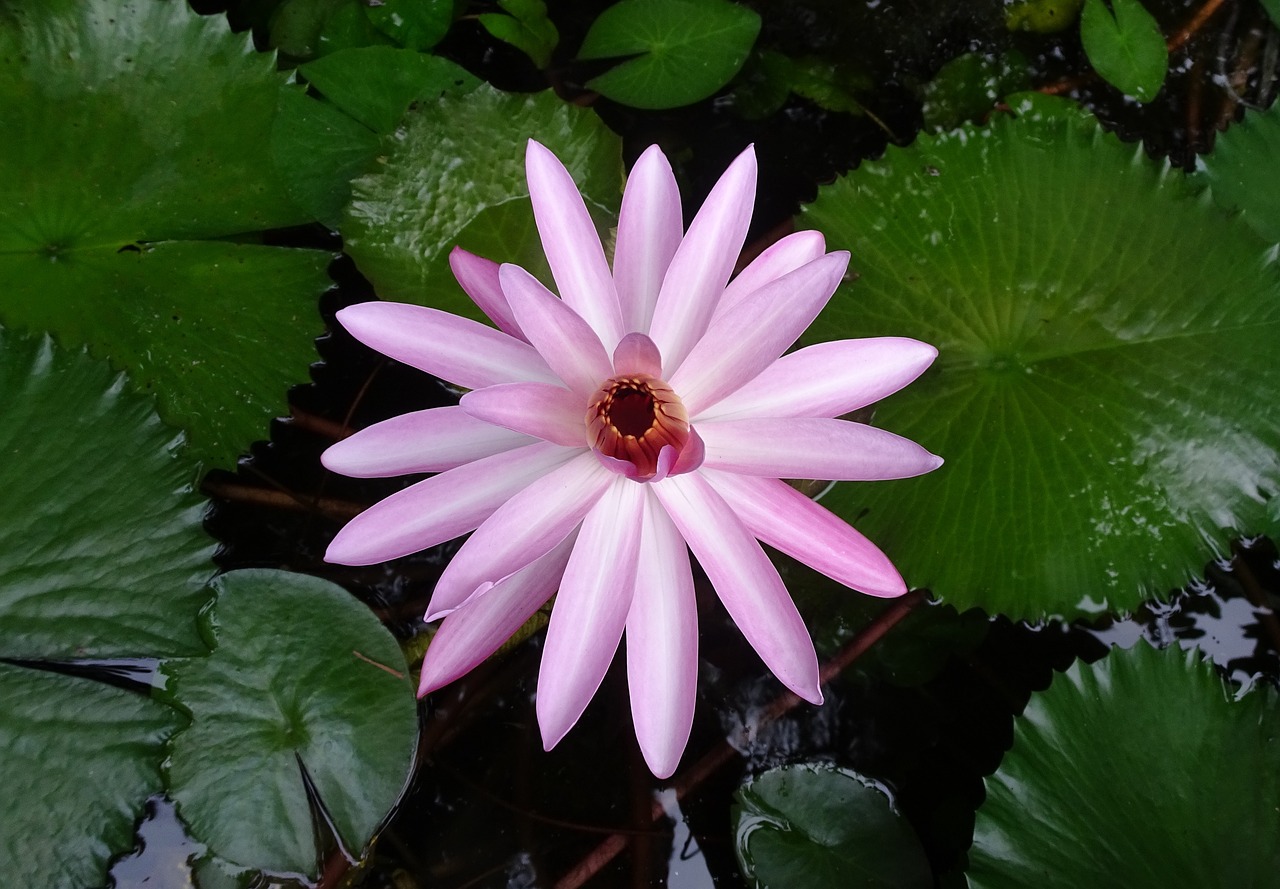 lily flower red water lily free photo